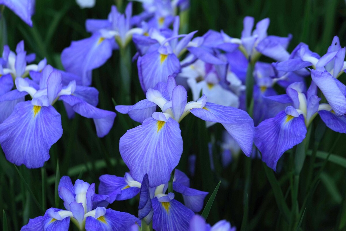 花菖蒲