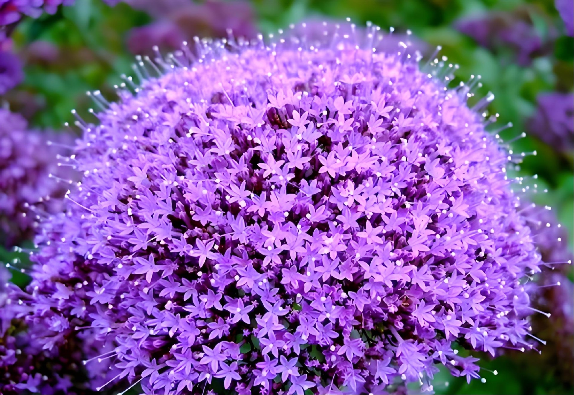 夕雾花