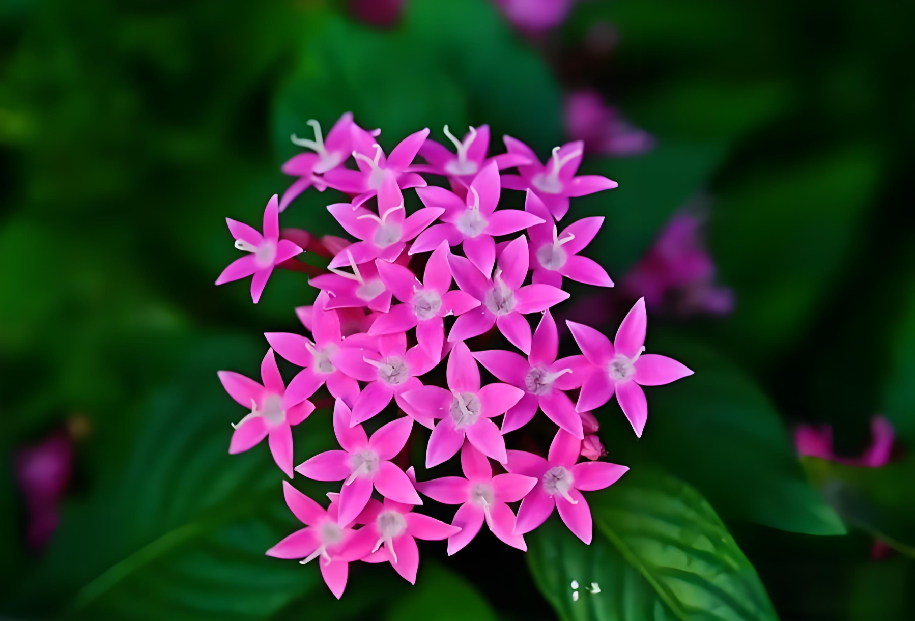 繁星花