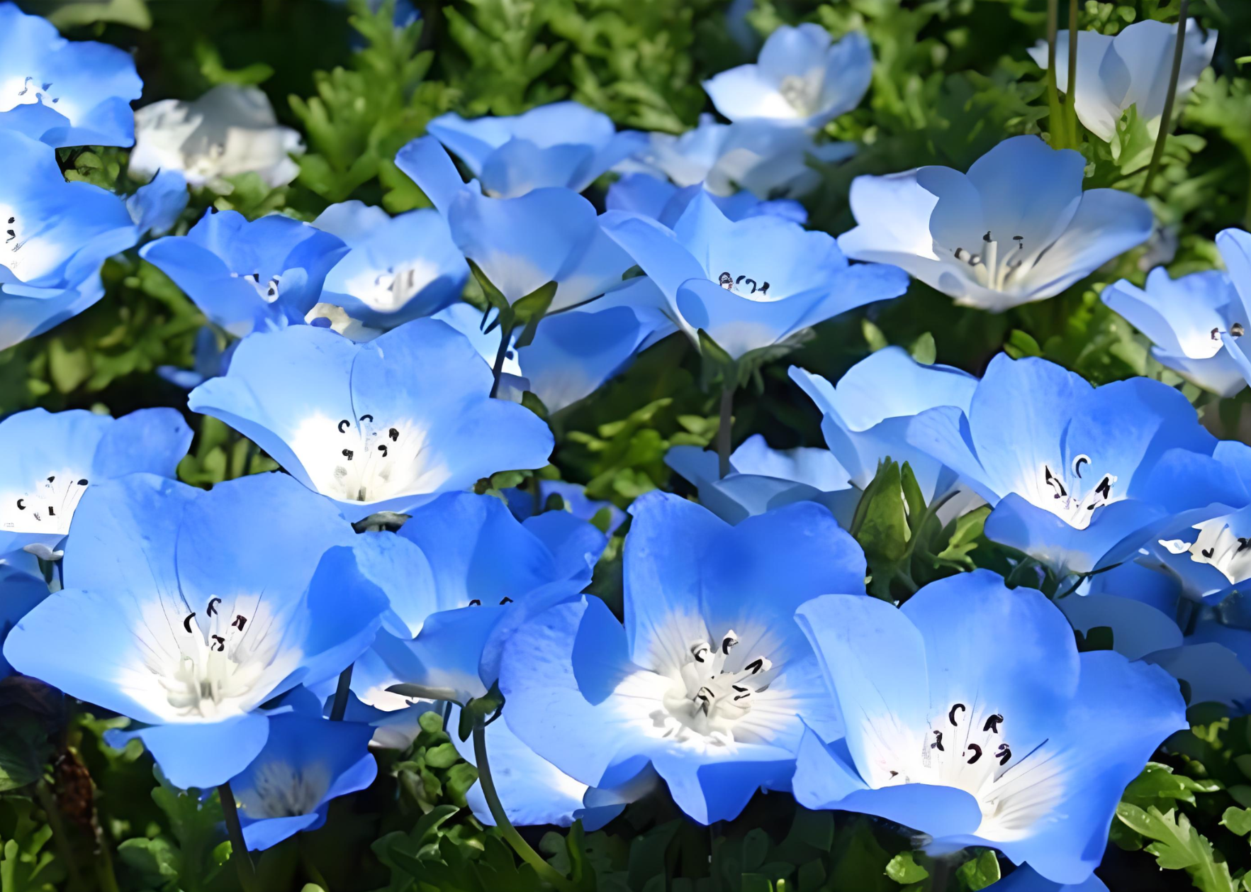 幌菊